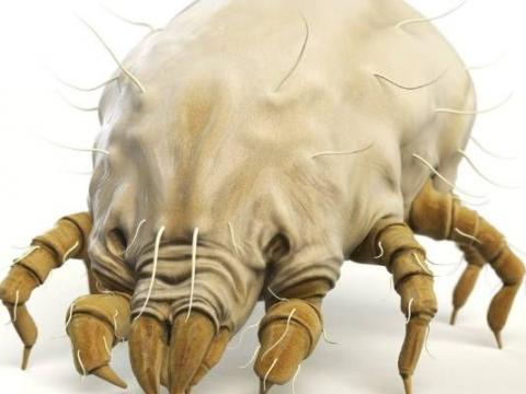 Magnified view used to illustrate feather care and dust mites
