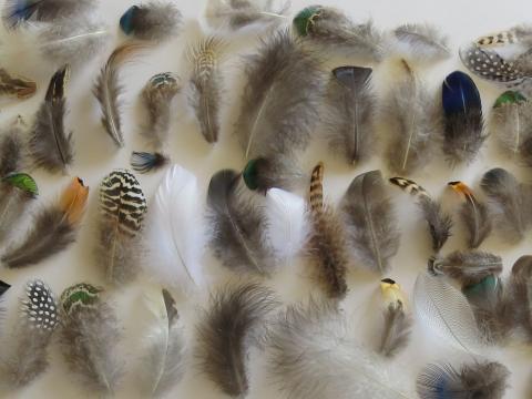 An assortment of natural loose feathers arranged by colour and pattern