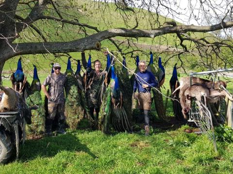 A pest-management hunting team outdoors beside harvested peafowl