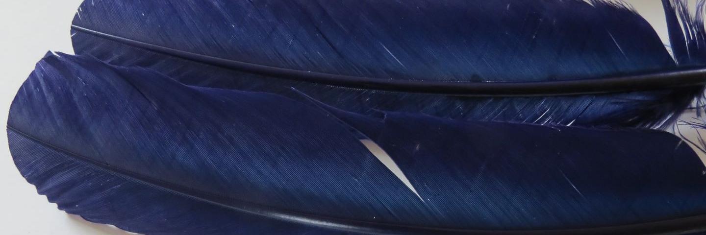 Deep navy blue quill feathers layered together